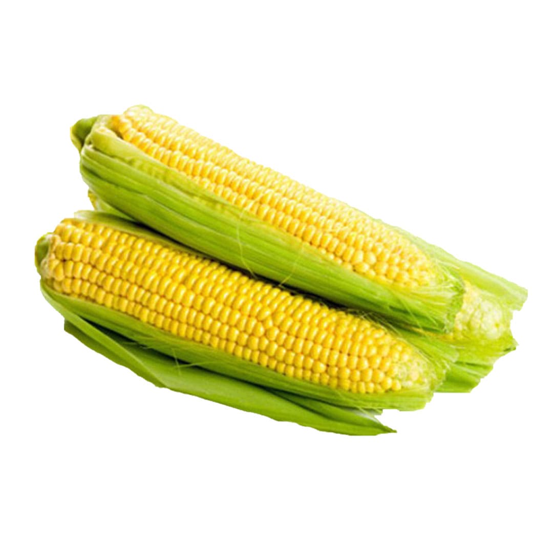 elote-amarillo-producto-organico