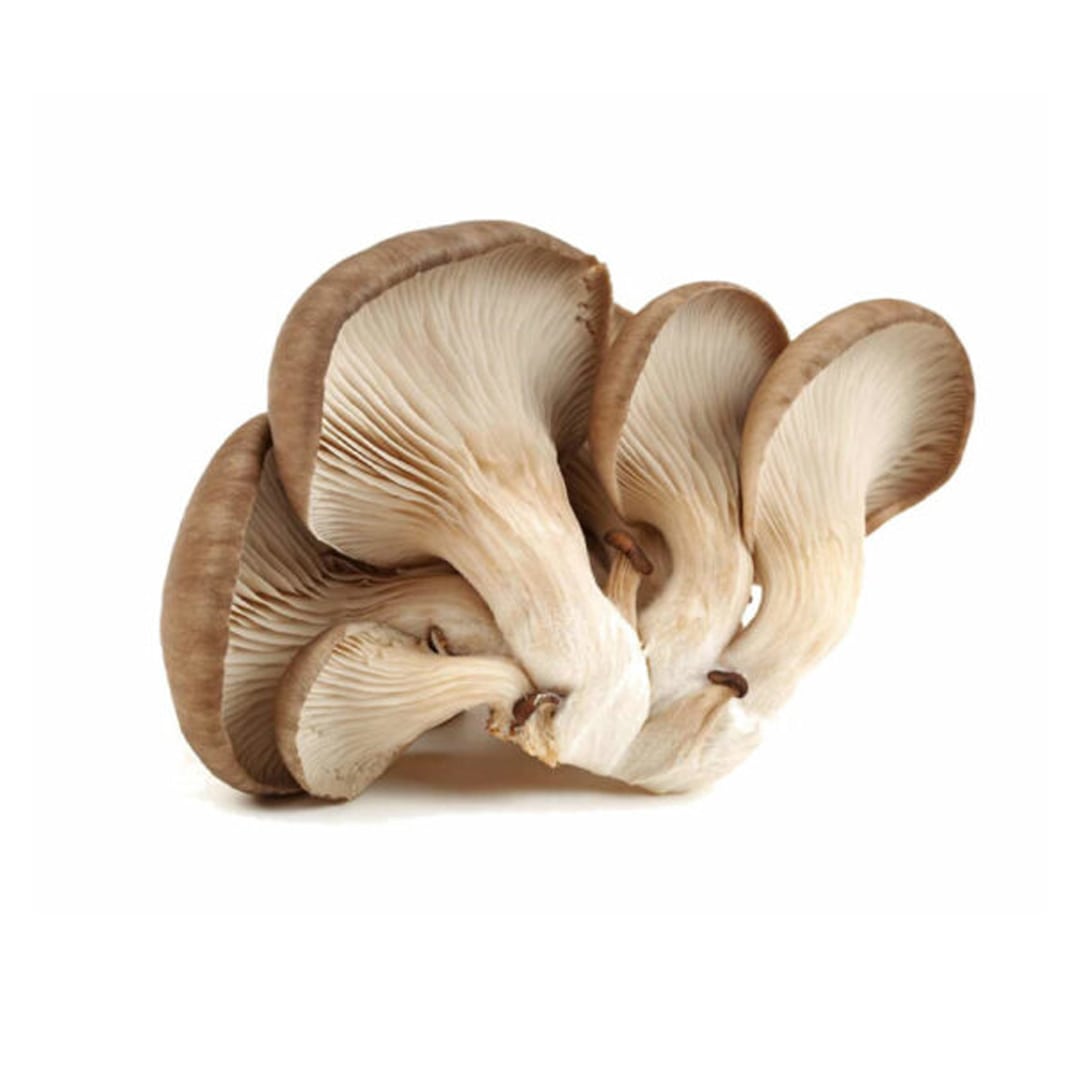 hongo-ostra-producto-organico
