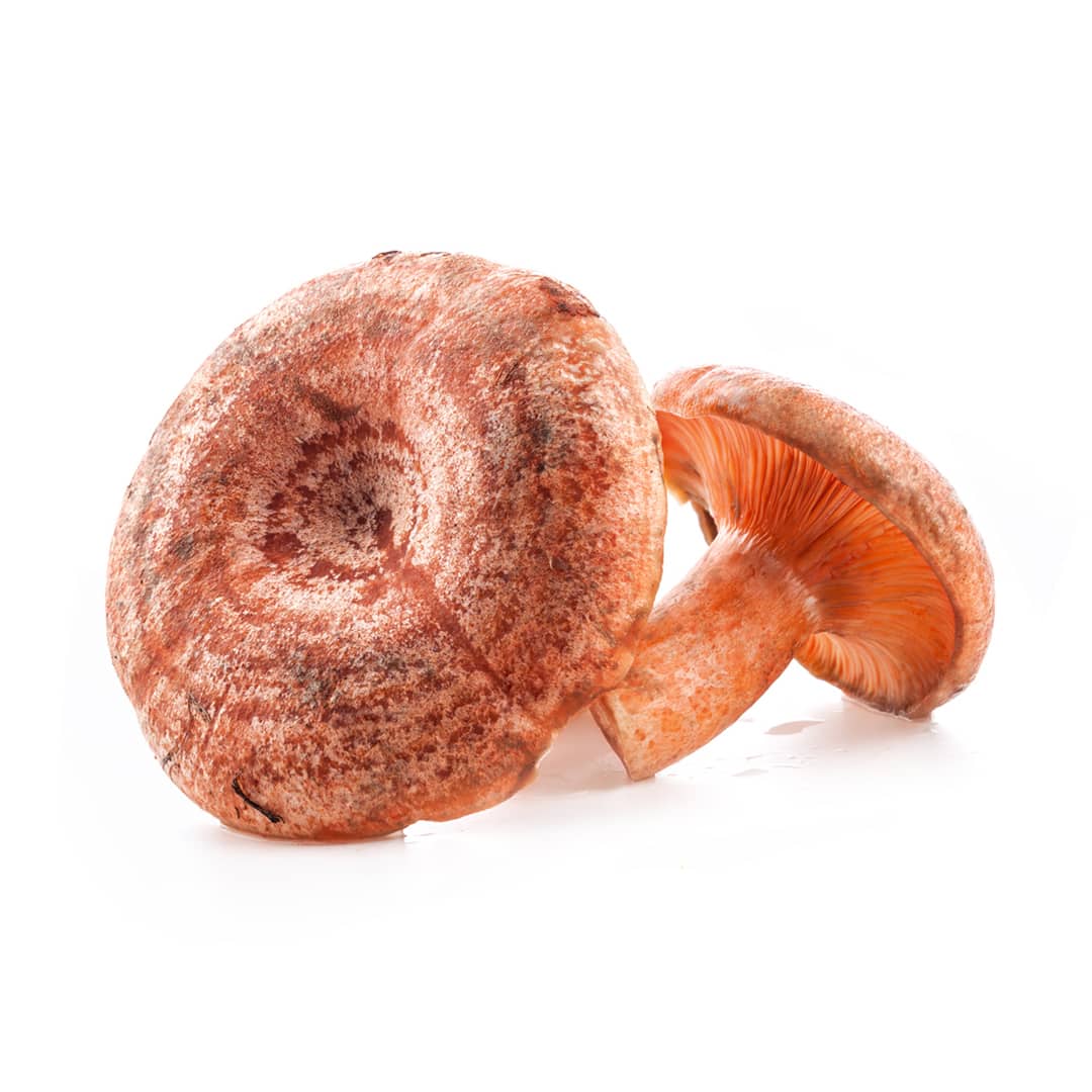 hongo-shiitake-producto-organico