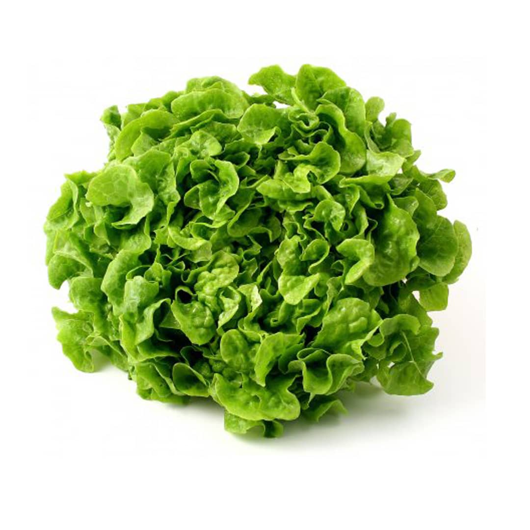 lechuga-roble-verde-producto-organico